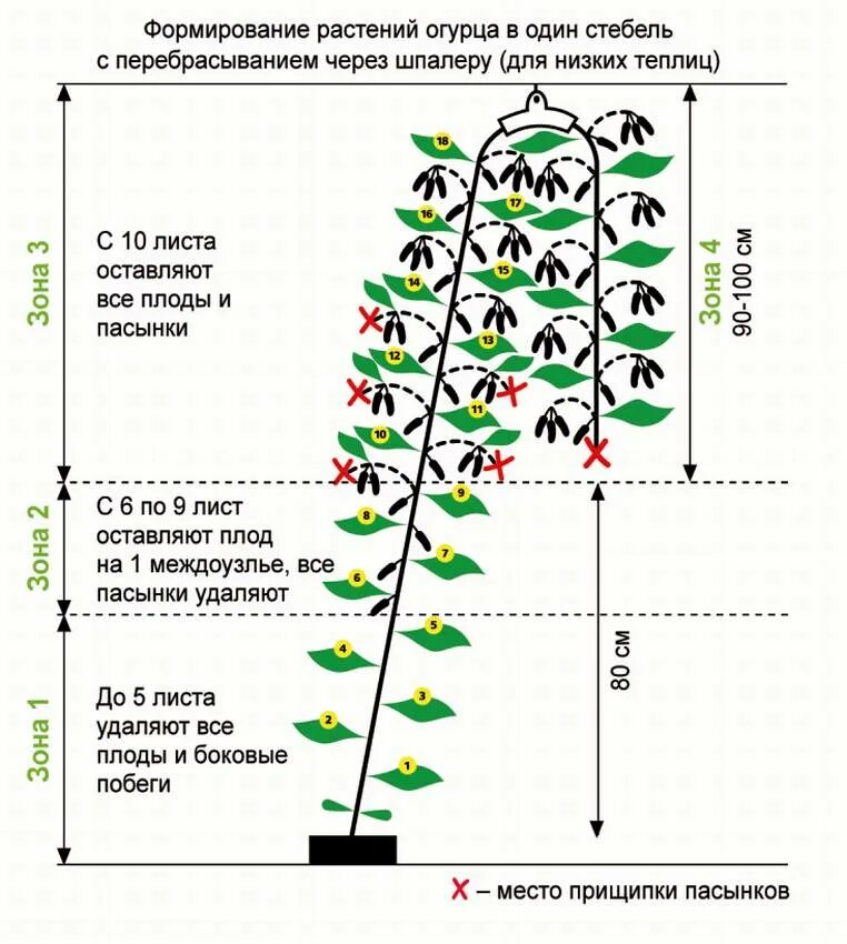 Обрезать ли огурцы. Формирование огурцов в теплице в один стебель схема. Схема пасынкования огурцов. Схема пасынкования огурцов в открытом грунте. Огурцы пасынкование и прищипывание в открытом грунте.