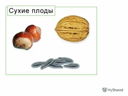 Сухие зародыши