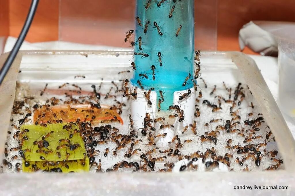 От черных муравьев в доме. Домашние муравьи в квартире. Муравьи домашние мелкие. Мелкие муравьи в квартире. Рыжие муравьи в квартире.