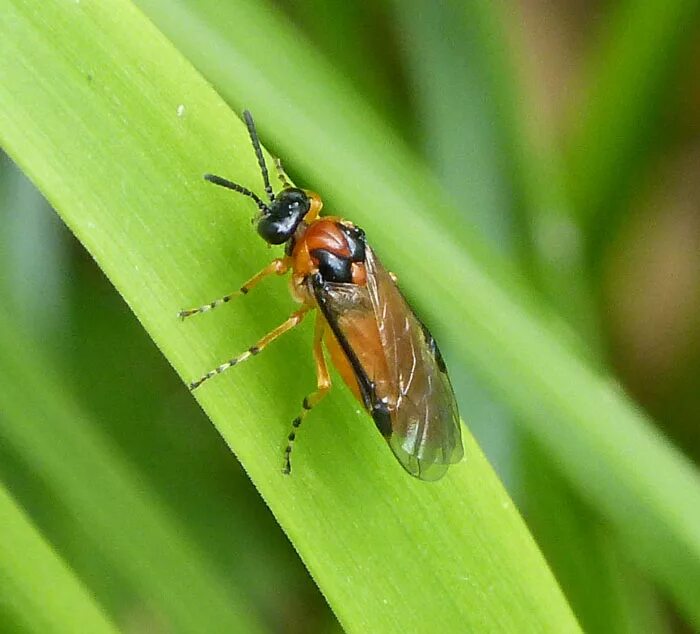 Личинки рапсового пилильщика. Athalia rosae гусеница. Athalia rosae гусеница. Жук березовый пилильщик. Сосновый пилильщик жук.