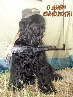 С днем кинолога картинки прикольные