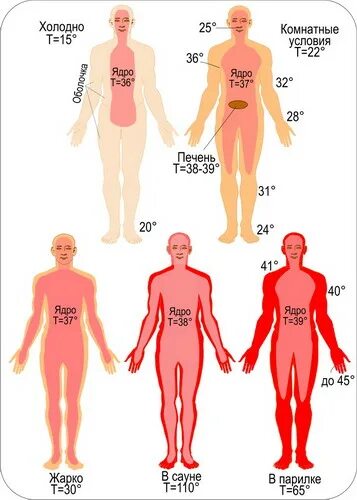 Холодная кожа при температуре. Температура частей тела человека. Ядро и оболочка тела человека. Температурное ядро и оболочка. Температура ядра человека.