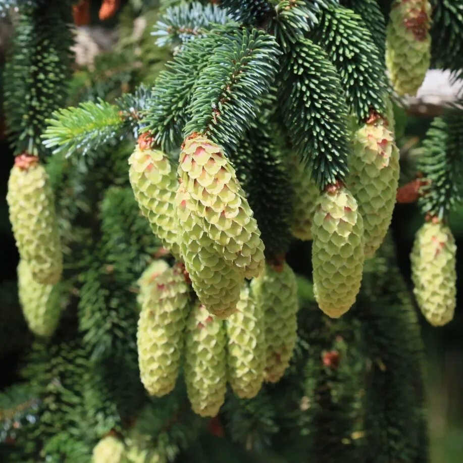 Продажа семена ели. Ель Сафронка ситхинская. Ель Picea sitchensis Silberzwerg. Ель ситхинская (Picea sitchensis) 'Silberzwerg'.