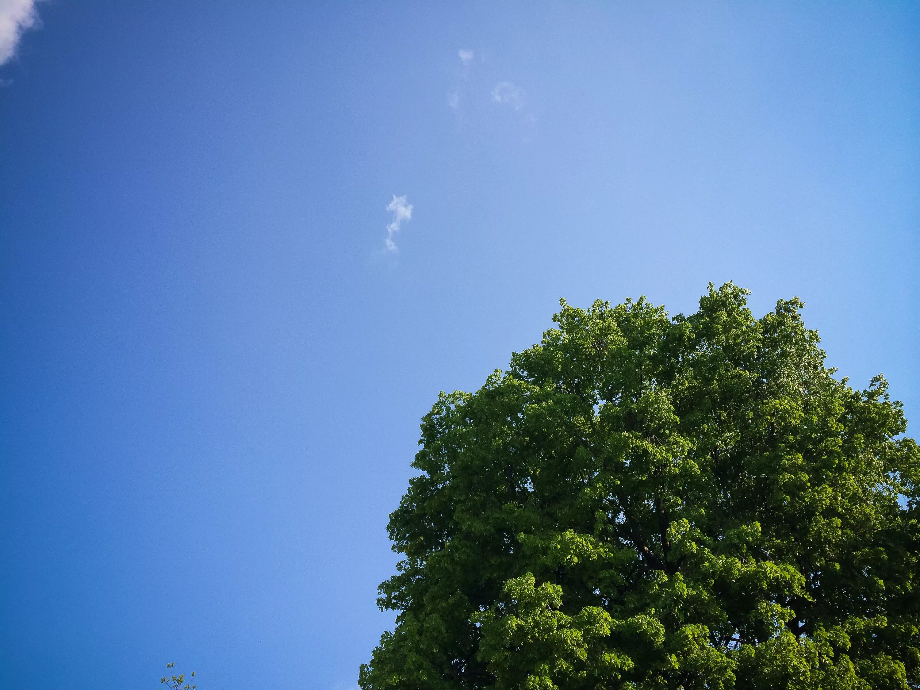 Верхушки деревьев. Небо и деревья. Голубое небо и верхушки деревьев. Верхушки деревьев на фоне неба.
