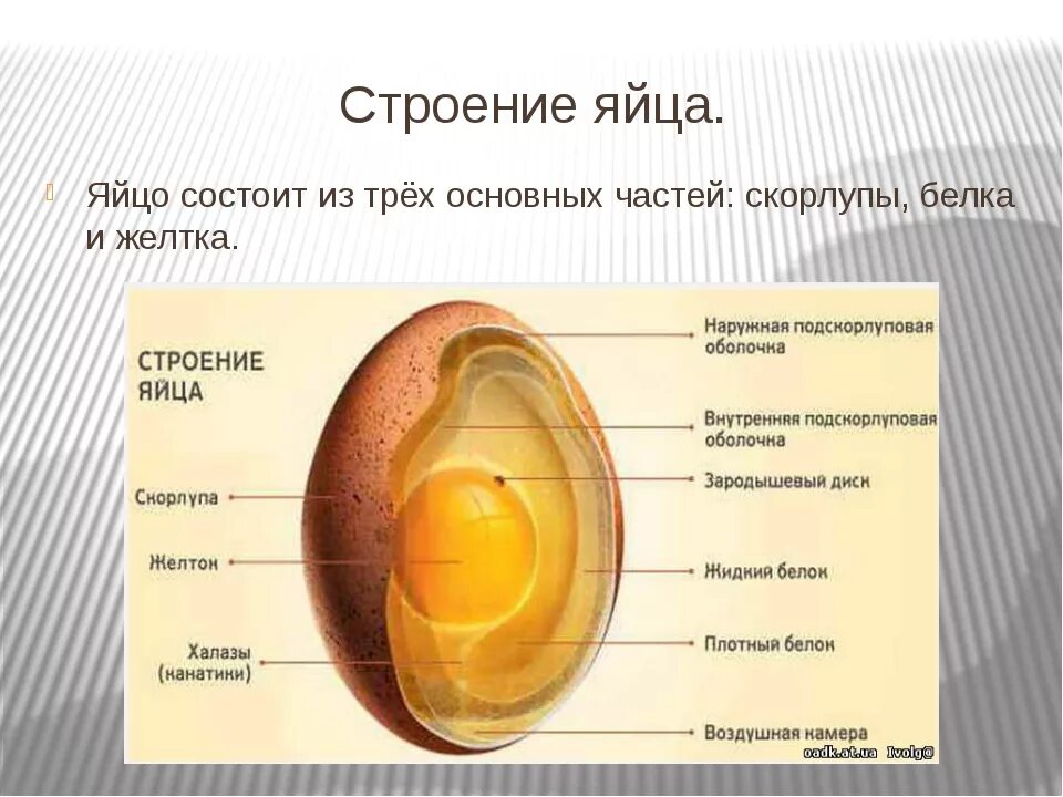 Строение белка яйца. Строение яйца скорлупа желток белок. Строение скорлупы куриного яйца. Строение яйца яйцевые оболочки.