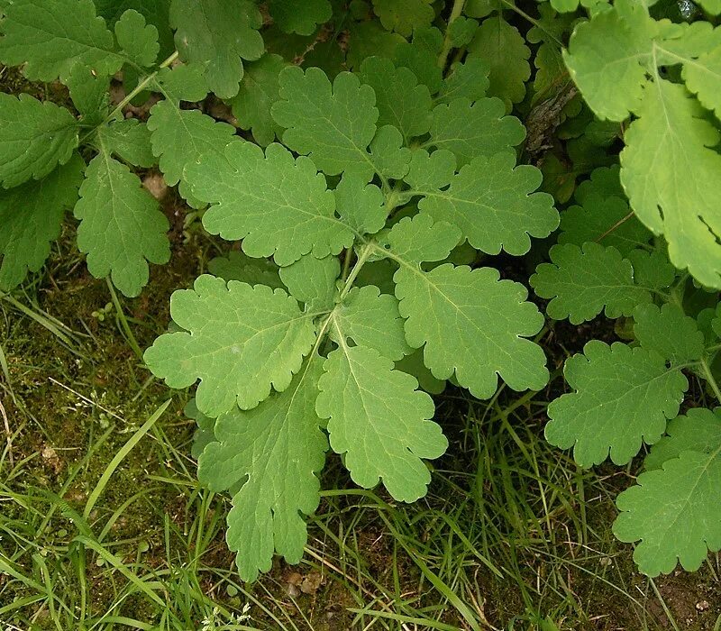 Листья чистотела. Chelidonium majus листья. Чистотел листья. Чистотел большой лист. Листочек чистотела.