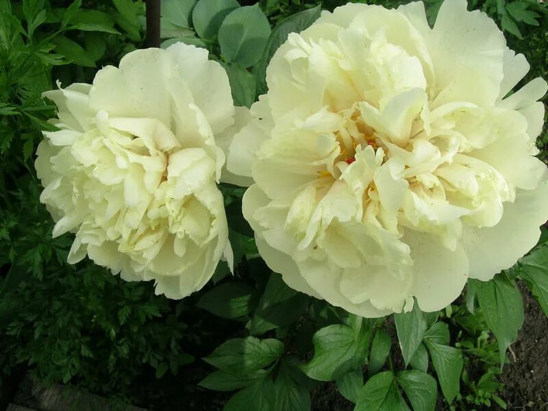 Сохранение без шнапса. Сохранение без шнапса. Kingdom come deliverance шнапс. Сохранение без шнапса. Шнапс kammer-kirsch obstbrand, 0.