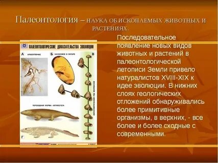 Наука изучающая ископаемые растения