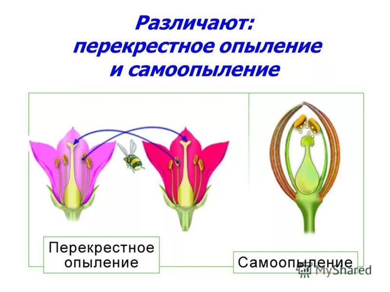 Перекрестное опыление растений. Опыление самоопыление и. Перекрестное опыление самоопылителей. Селекция самоопыление. Установите соответствие оплодотворение после опыления