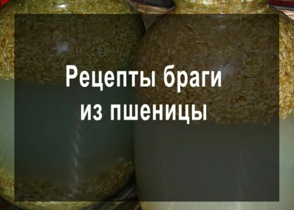 Самогон без сахара без дрожжей домашних. Брага из пшеницы для самогона. Брага из пшеницы и сахара. Брага из пшеницы рецепт. Самогон из пророщенной пшеницы.