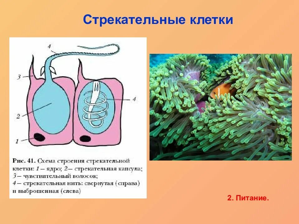 Стрекательная клетка состоит из. Строение стрекательной клетки. Типы стрекательных клеток у кишечнополостных. Гидра биология стрекательные клетки. Схема строения стрекательной клетки.