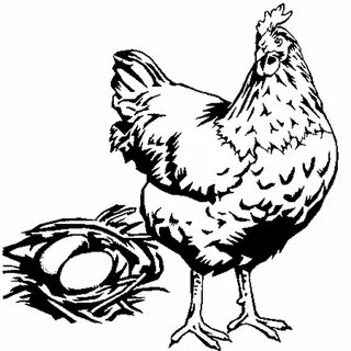 Курица черно белая
