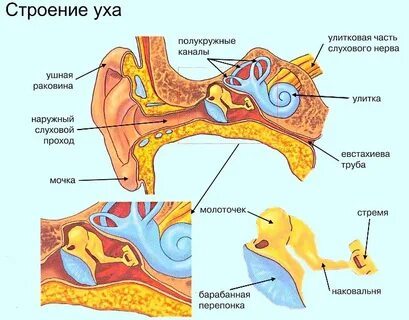 Строение наружного среднего и внутреннего уха