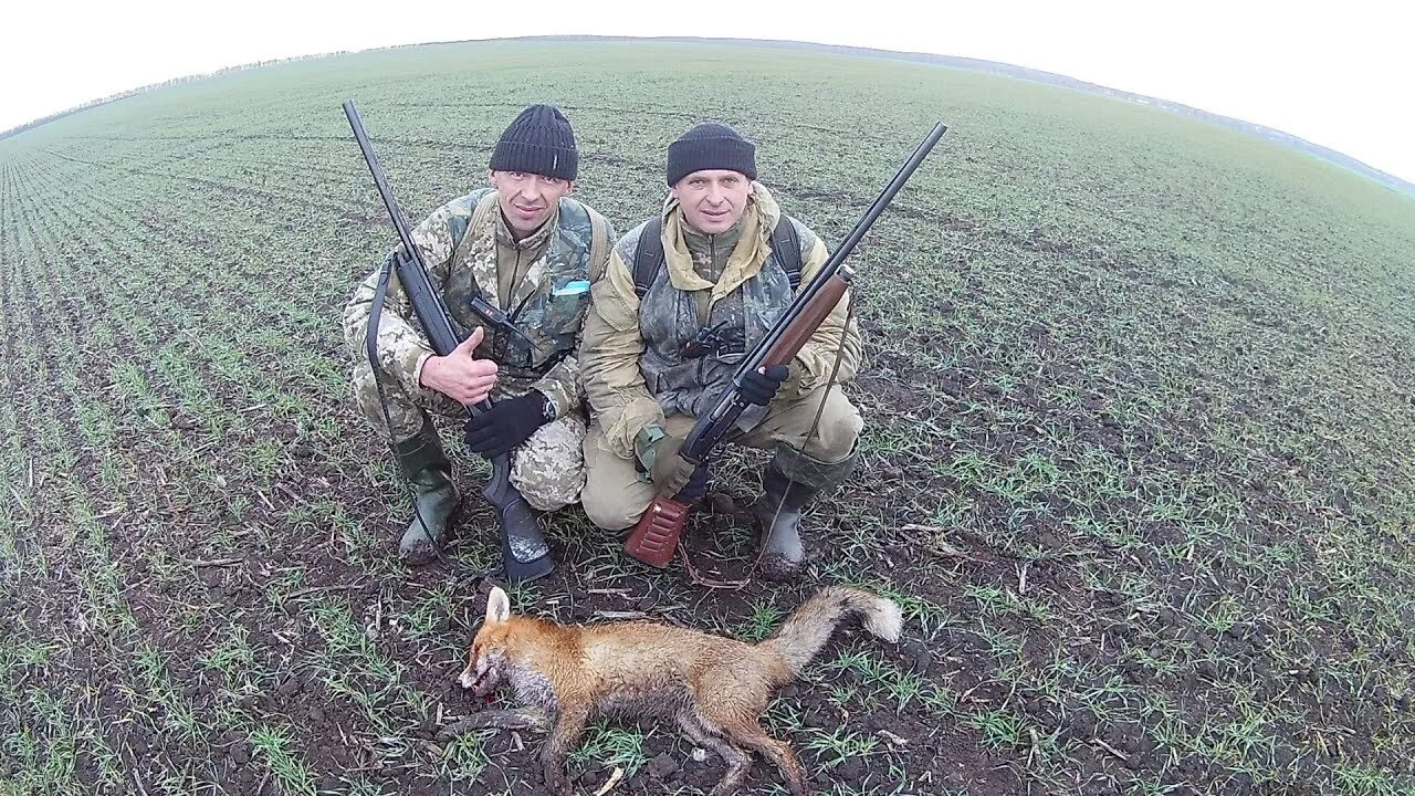 Видео охота лис. Охота на кабана с манком. Охота на лису с манком крик раненого зайца.