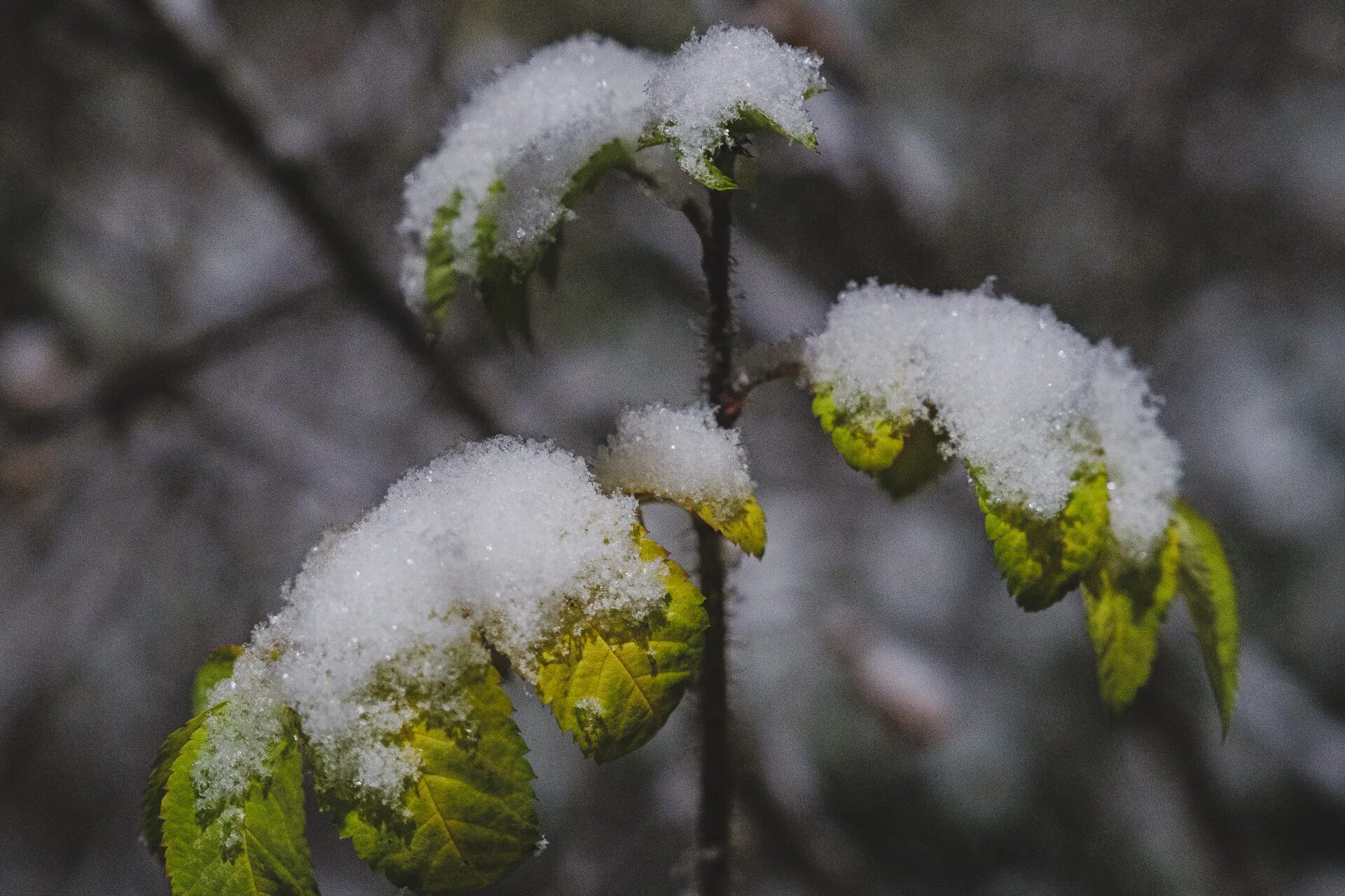 снег в мае омск. снегопад в кемерово. первый снег на листьях фото. снег в мае. снег в мае.