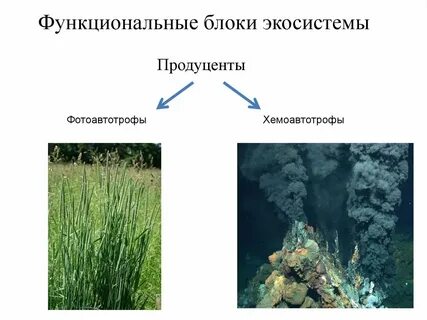 3 функциональные группы экосистемы