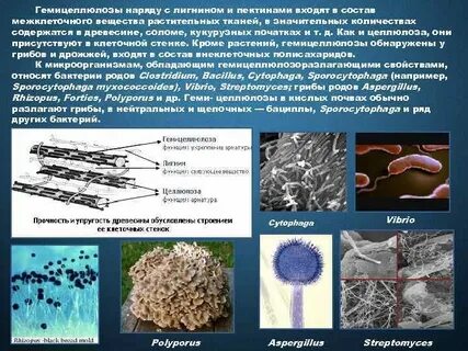 Целлюлоза в каких клетках