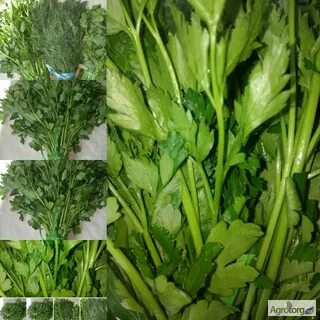 Продам петрушку