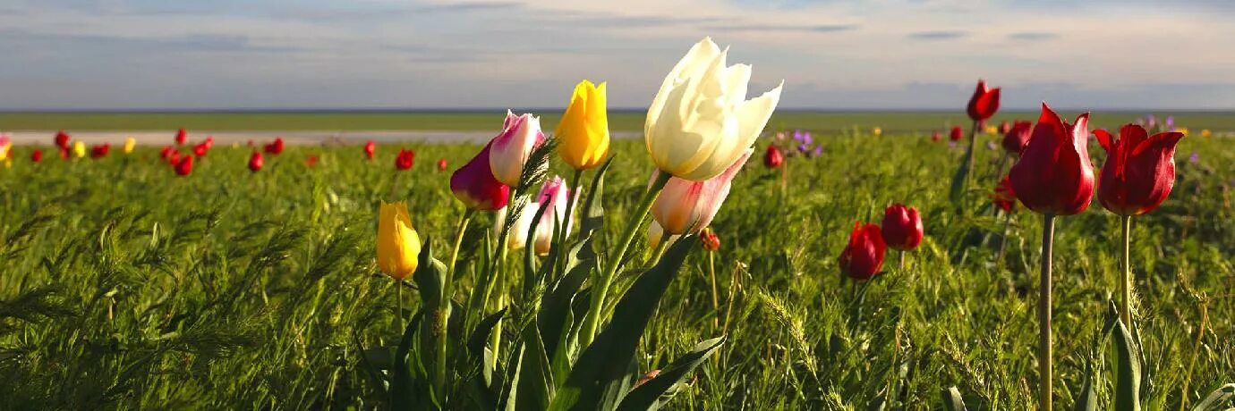 голубое небо и степь с тюльпанами. степные тюльпаны. полюбуйтесь буйством цветущих в степи тюльпанов. полюбуйтесь буйством цветущих в степи тюльпанов. поникший тюльпан степь.