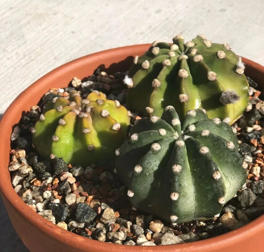 неколючий кактус. кактус маммиллярия без колючек. ушастый кактус. кактус эхинопсис доминос. эхинопсис эрье.