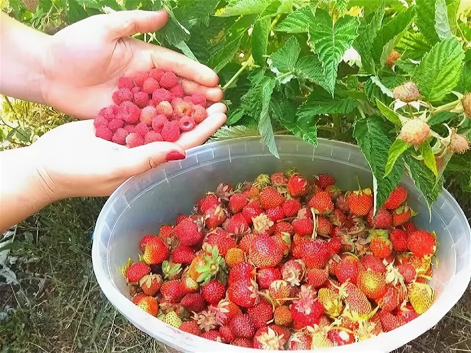 Обои. Как клубника на немецком. Клубника на даче. Клубника что делать с ней в августе. Посадка клубники.