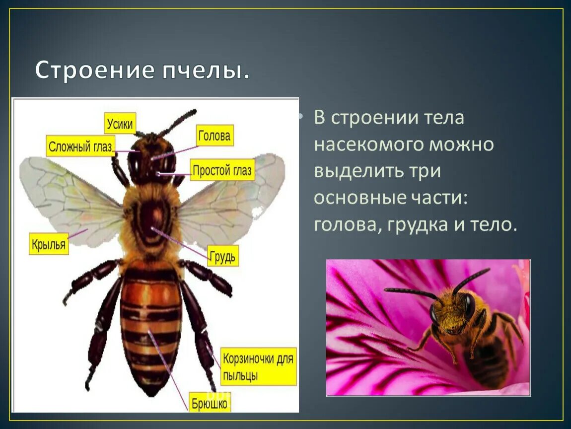 Строение пчелы. Внешнее строение пчелы. Пчела строение тела. Строение пчелы медоносной.