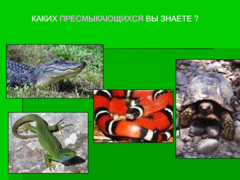 Рептилии 3 класс. Пресмыкающиеся рептилии 2 класс. Пресмыкающиеся 2 класс окружающий мир. Пресмыкающиеся доклад. Пресмыкающиеся 3 класс окружающий мир.