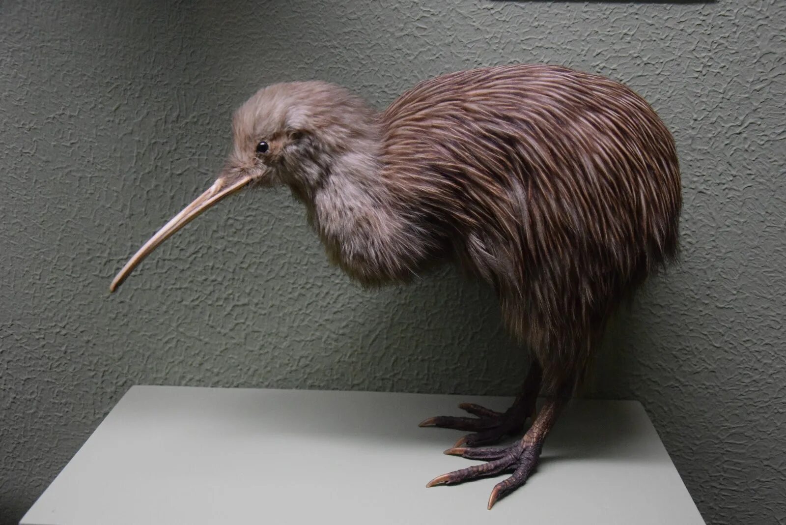 птица киви в новой зеландии. птица киви в австралии. нелетающая птица киви. обыкновенный киви (apteryx australis). птица киви в новой зеландии.