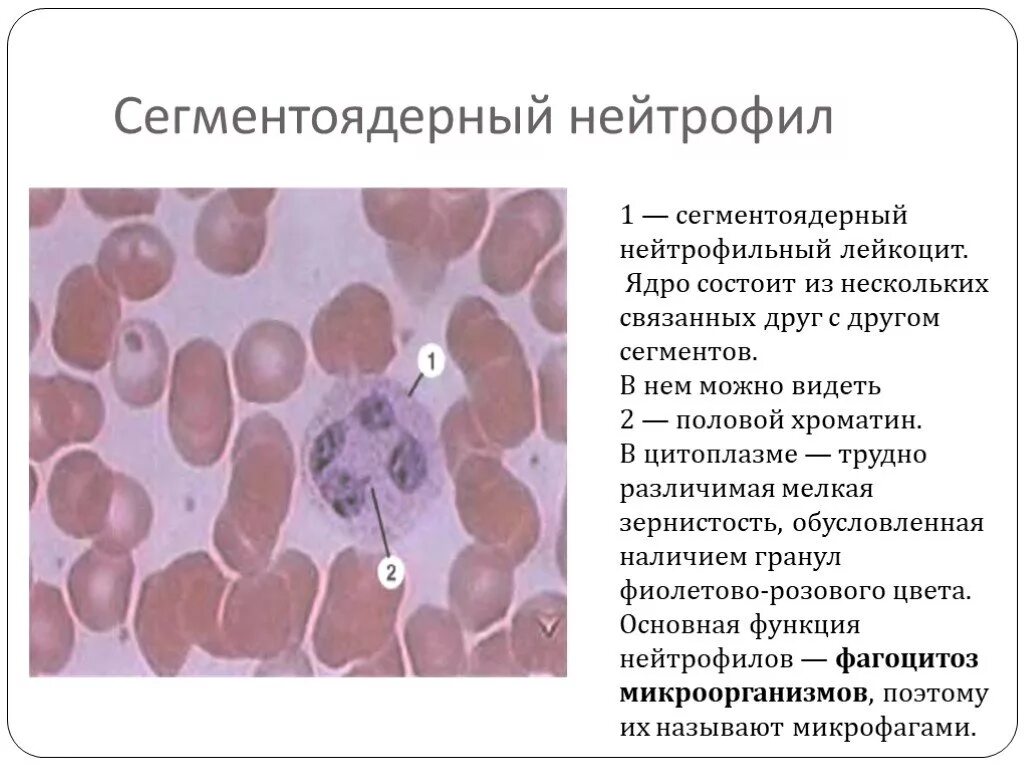 Сегменты ядер. Зернистость сегментоядерных нейтрофилов. сегментоядерные нейтрофилы ядро. сегментированные нейтрофилы функция. палочкоядерные нейтрофилы форма ядра.