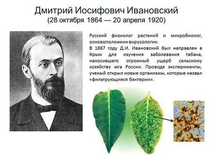 Ивановский листья табака