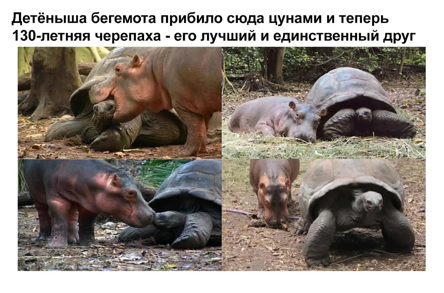 Мем бегемот. Прикольный бегемот. бегемот мемы. бегемот прикол. смешной бегемот.