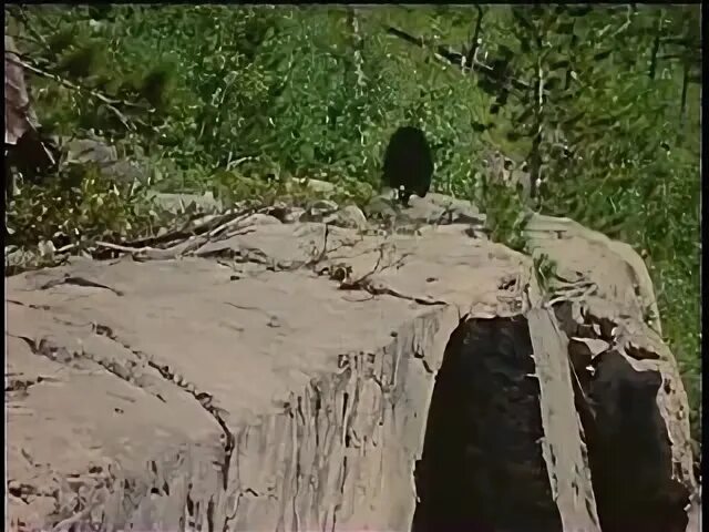 Дикий пес севера