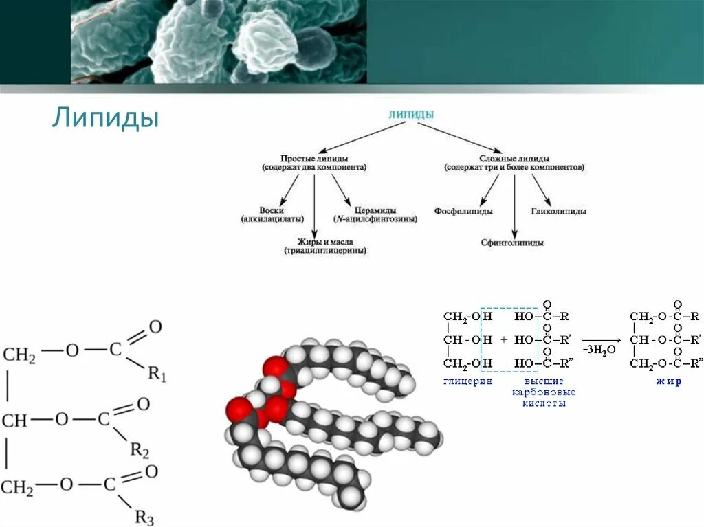 Связи липидов. Строение липидов биология. Строение и классификация липидов. Липиды строение структурное. Хим строение липидов.