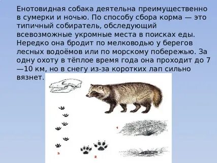 Енотовидная собака развитие с метаморфозом