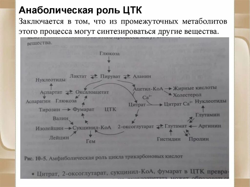 Амфиболическая функция ЦТК. Анаболическая роль цикла трикарбоновых кислот. Анаболические функции цикла трикарбоновых кислот. Анаболические функции ЦТК.