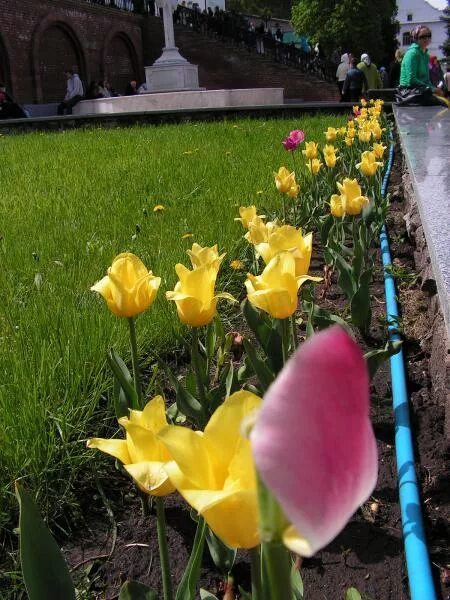 Цвета донецка. Донецк город роз. Лиман город украина. Донецк город роз щербакова. Донецк миллион роз.