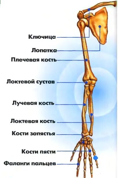 Анатомия кости верхней конечности. Строение костей верхней конечности. Верхние конечности человека анатомия. Строение пояса верхних конечностей анатомия. Кости верхних конечностей человека анатомия.
