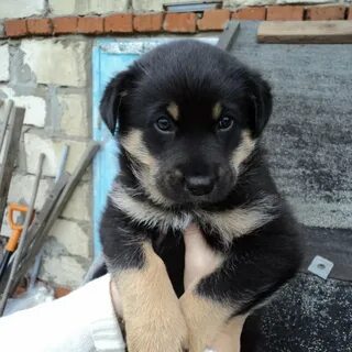 Щенки помесь