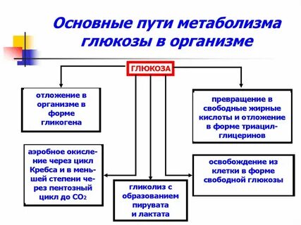 Уровни метаболизма организма