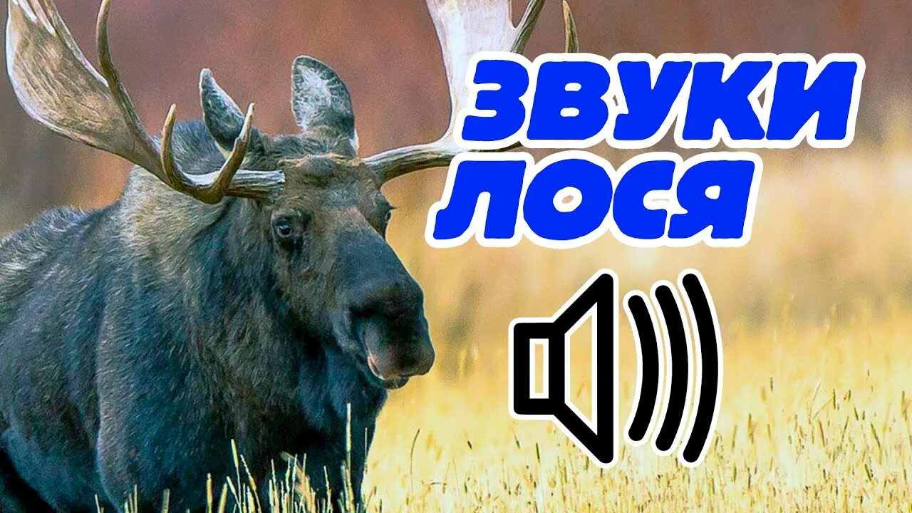 Звук лося. Лось трубит. Голос лося.