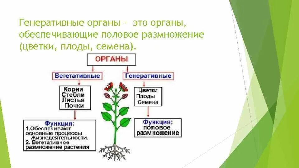 Биология генеративные органы растений. Генеративное размножение цветковых растений. Схемы вегетативного и генеративного размножения. Вегетативное и генеративное размножение. Генеративный орган состоит из