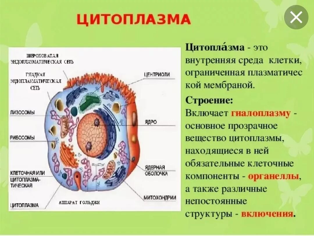 Любые клетки имеют. Структура цитоплазмы клетки. Клетка ядро цитоплазма мембрана. Строение клетки ядро цитоплазма мембрана. Цитоплазма мембрана биология 10 класс.