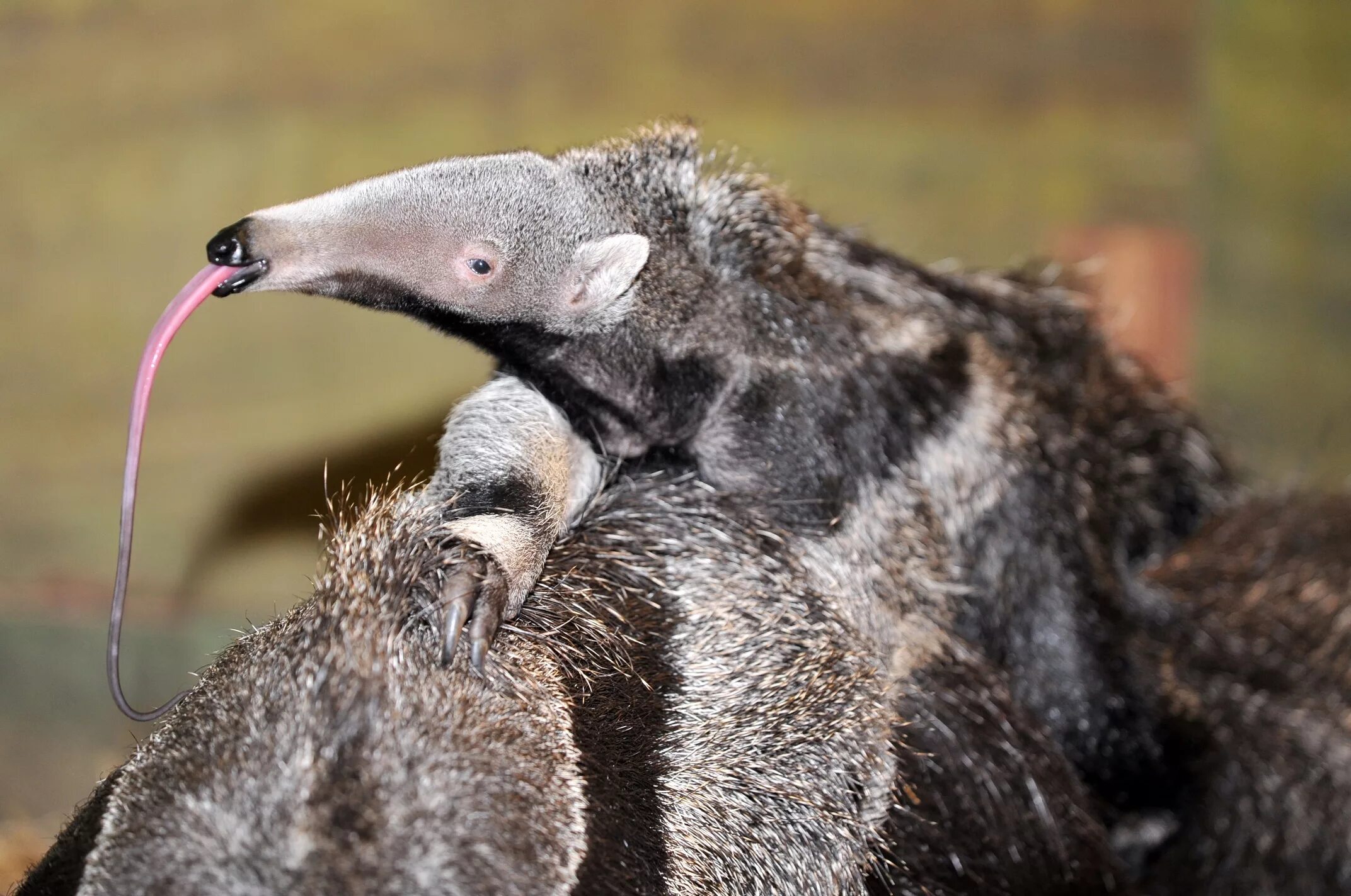 Гигантский муравьед крупнейший хищник Южной Америки. Anteater муравьед. Муравьеды Насекомоядные. Муравьед тамандуа. Какое животное полетело