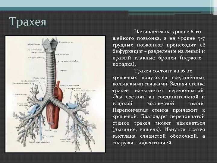 Бифуркация трахеи анатомия. Киль трахеи анатомия. Бифуркация трахеи расположена на уровне грудного позвонка. Хрящевая ткань трахеи. Длина трахеи