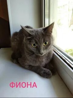 Домашние животные твери