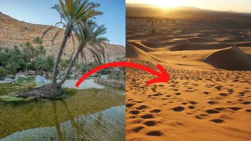 Почему появилась сахара. Оазис в пустыне. Экосистема пустыня сахара. Пустыня сахара Оазис. Пустыня сахара раньше.