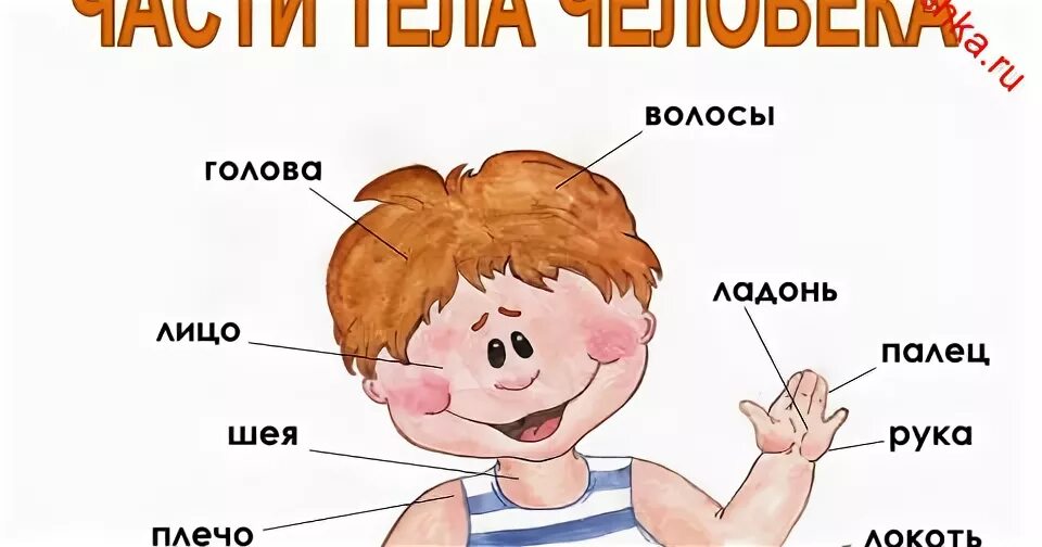 Лицо и туловище. Части тела человека лицо. Лексическая тема тело человека. Тема части тела и лица. Тема недели части тела.