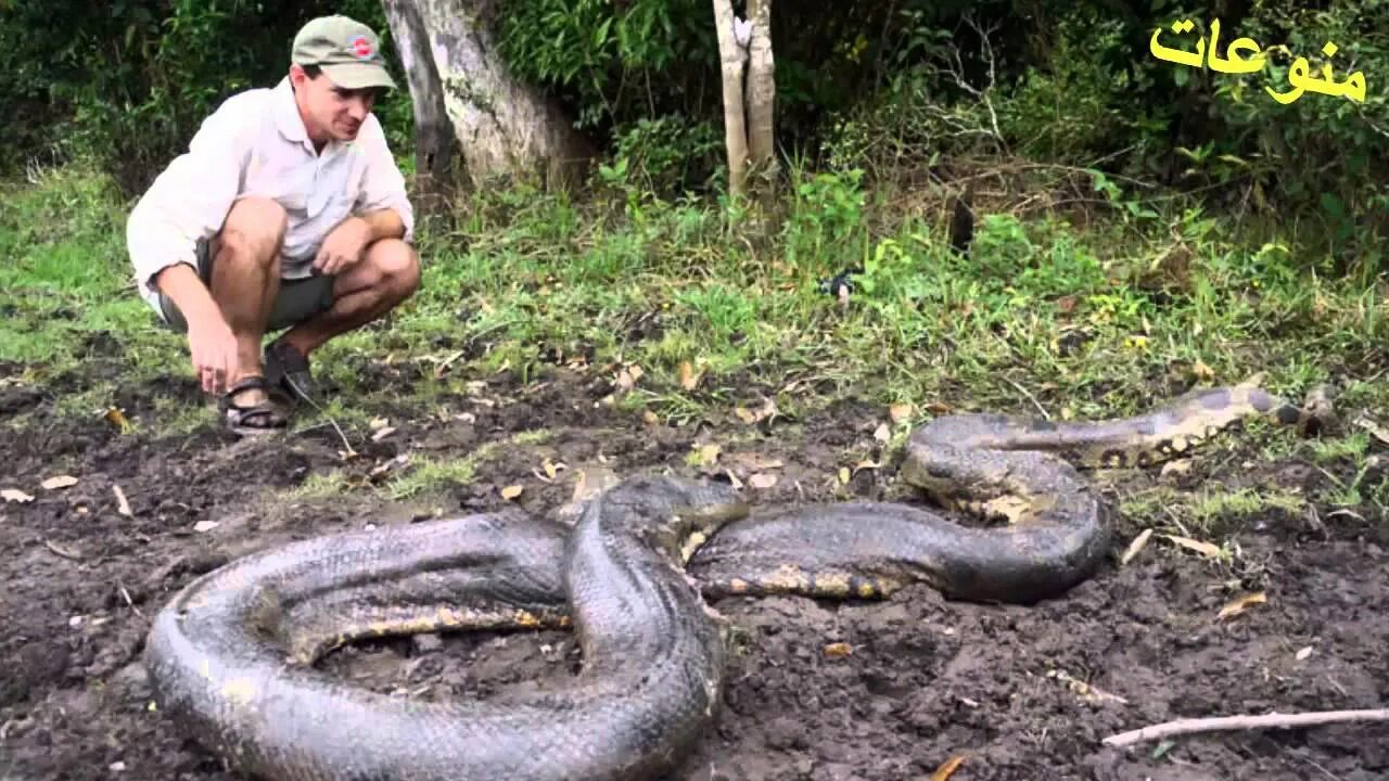 Видео самых больших змей. Анаконда. Анаконда большая. Самая большая Анаконда в мире.