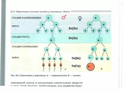 Последовательность развития половых клеток и зародыша