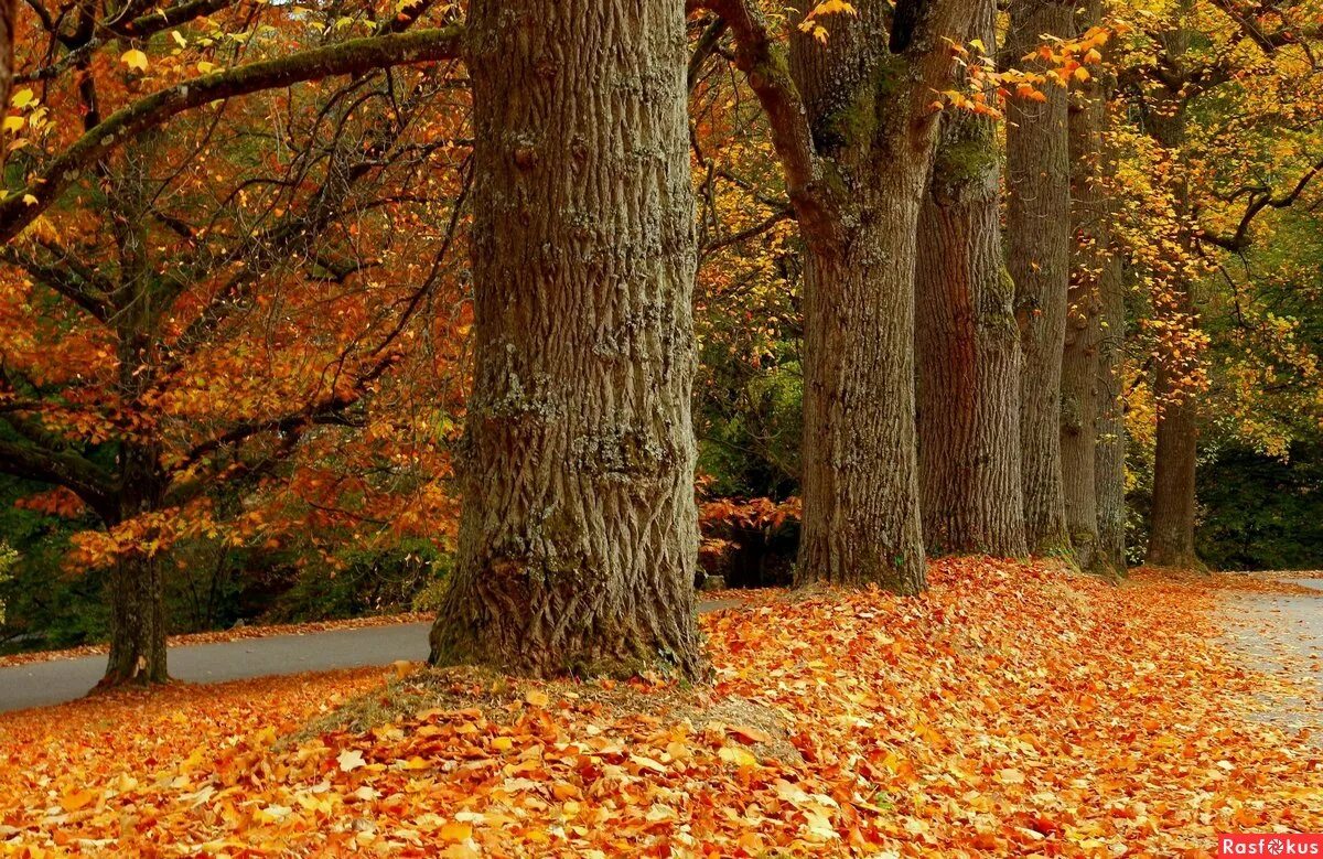 слушать дерево. мелочь. дерева вы мои дерева. дерева вы мои дерева слушать. дерева вы мои дерева.
